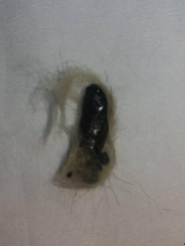 成人如何排虫子视频讲解,轻松掌握驱虫技巧